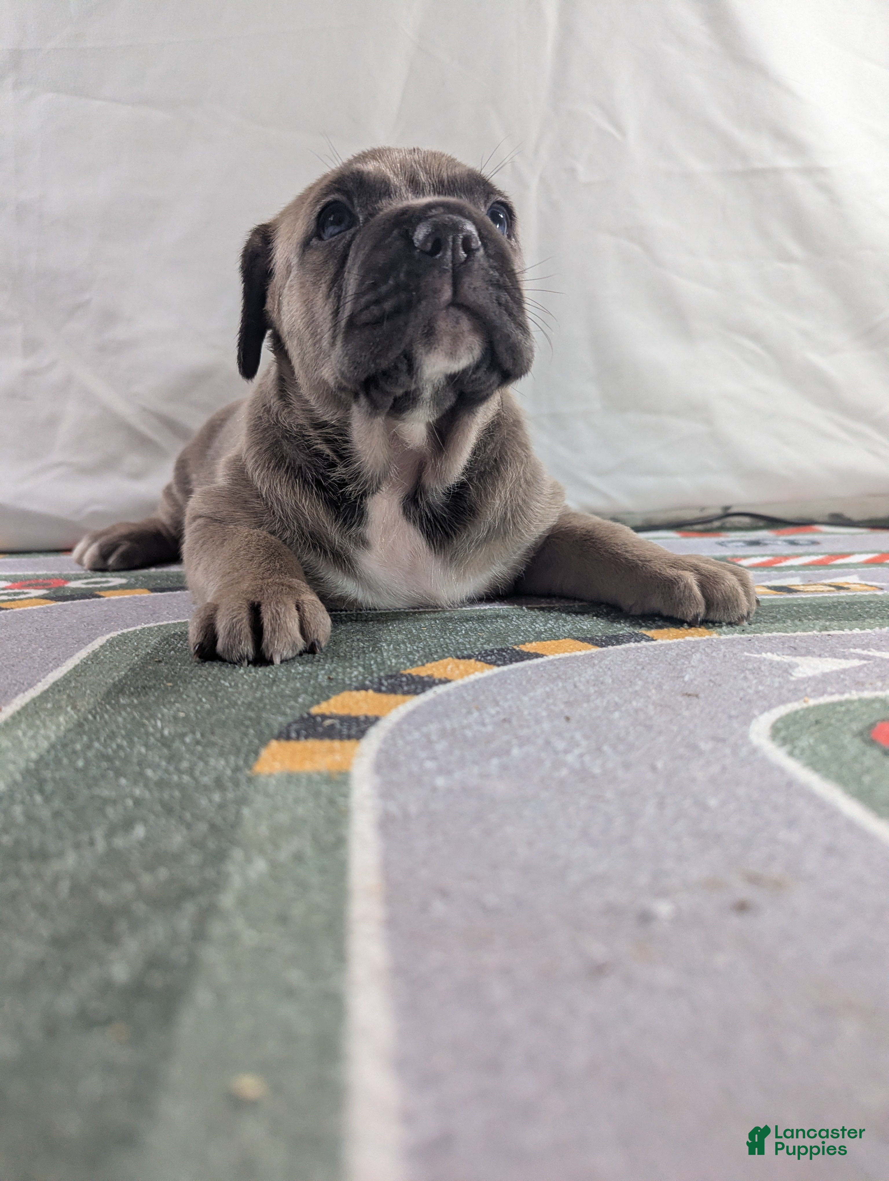 Cane Corso dogs for sale: Aries  - Ad 6