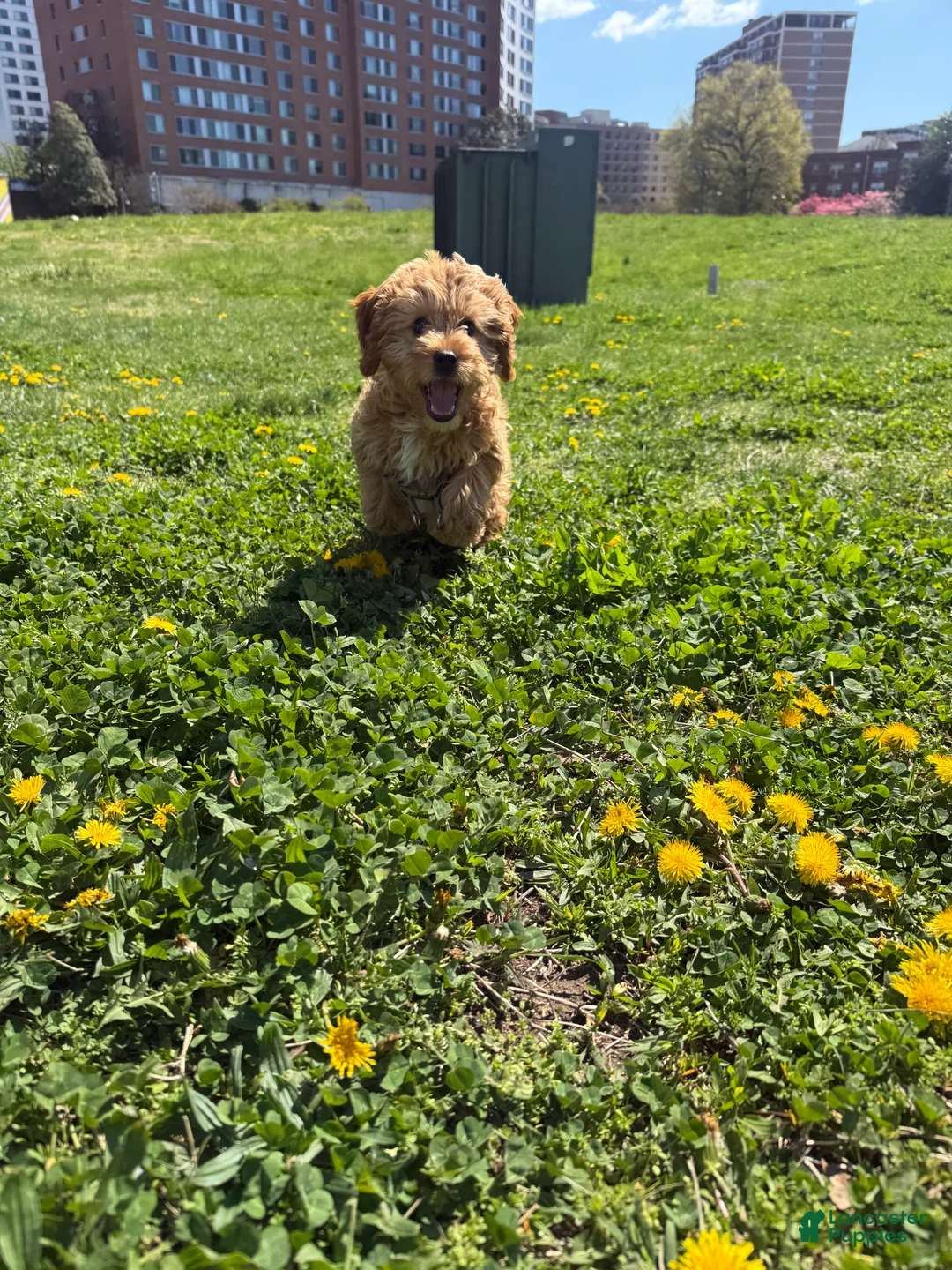 Cavapoo dogs for sale: Cavapoo Puppy 1 - Ad 2