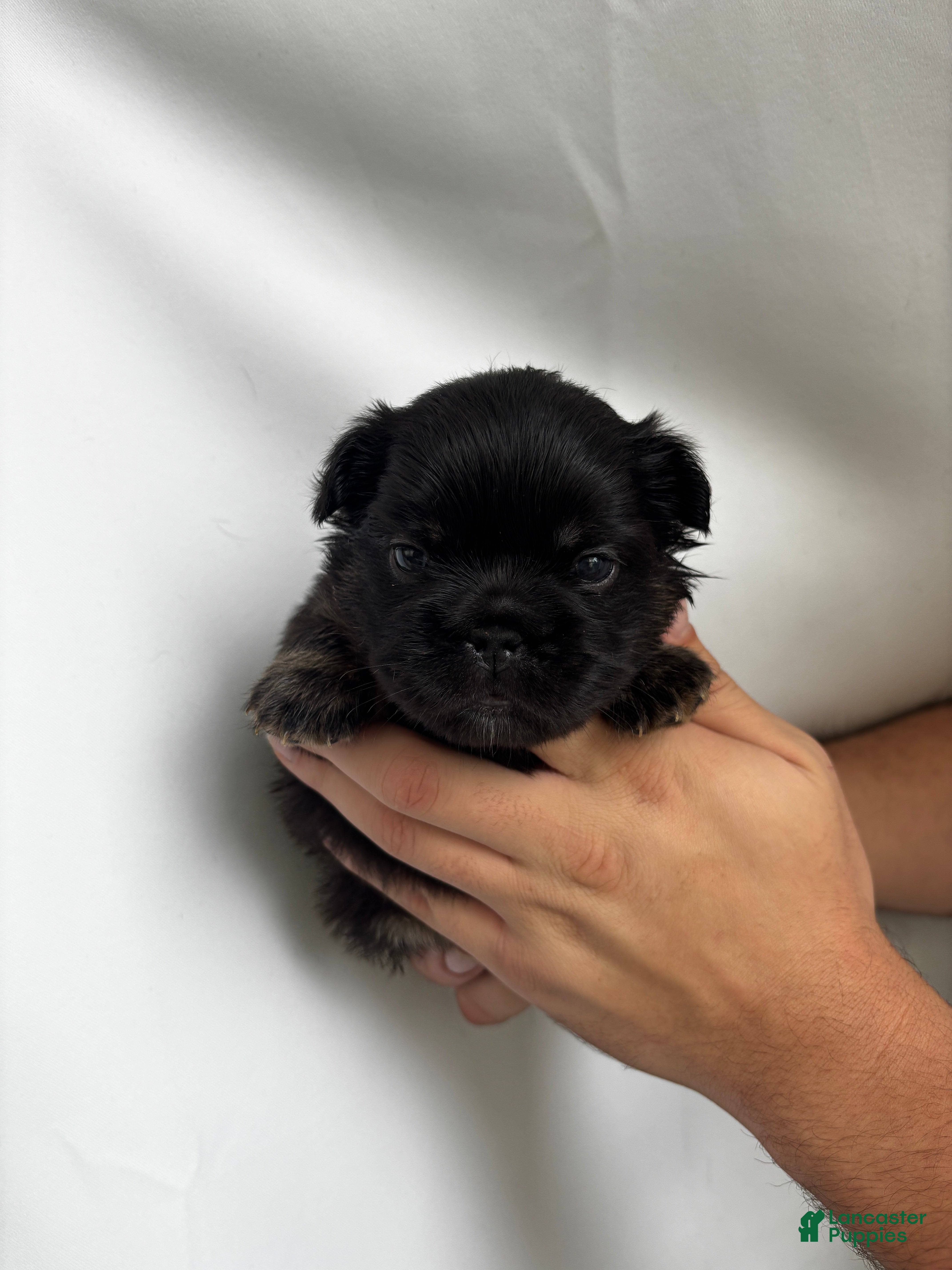 French Bulldog dogs Winter - Ad 34