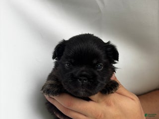 French Bulldog dogs Winter - Ad 42