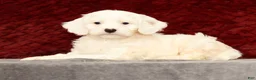 Cavapoo dogs for sale: Karla - Ad 4