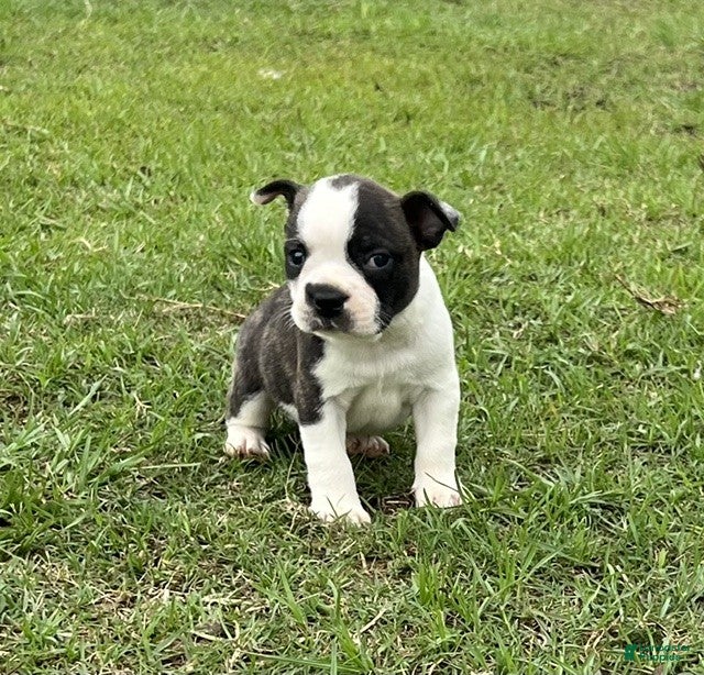 Frenchton dogs Frenchton Puppy 2 - Ad 2