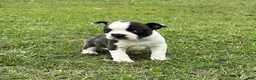 Frenchton dogs for sale: Frenchton Puppy 2 - Ad 2