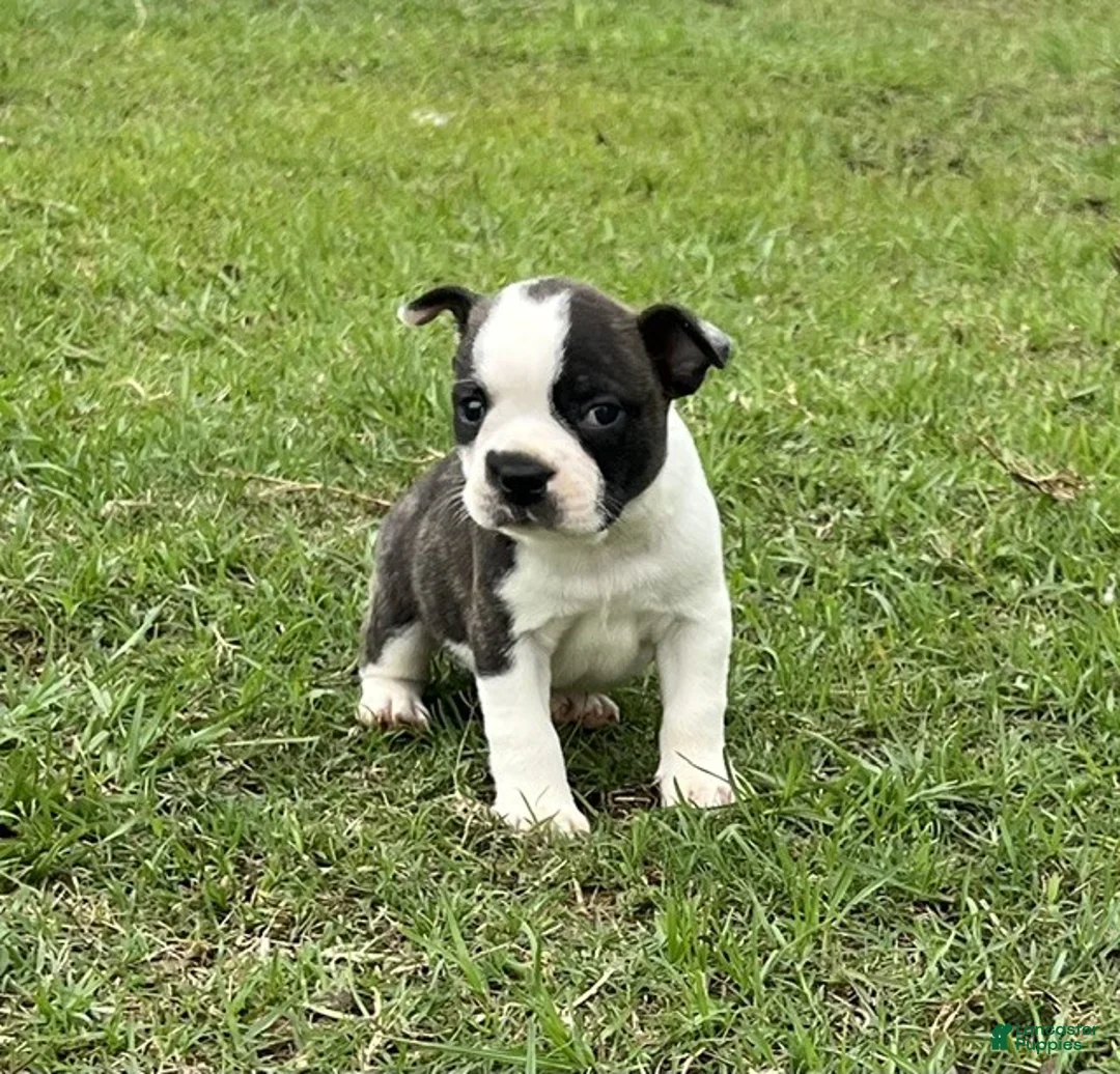 Frenchton dogs for sale: Frenchton Puppy 2 - Ad 2
