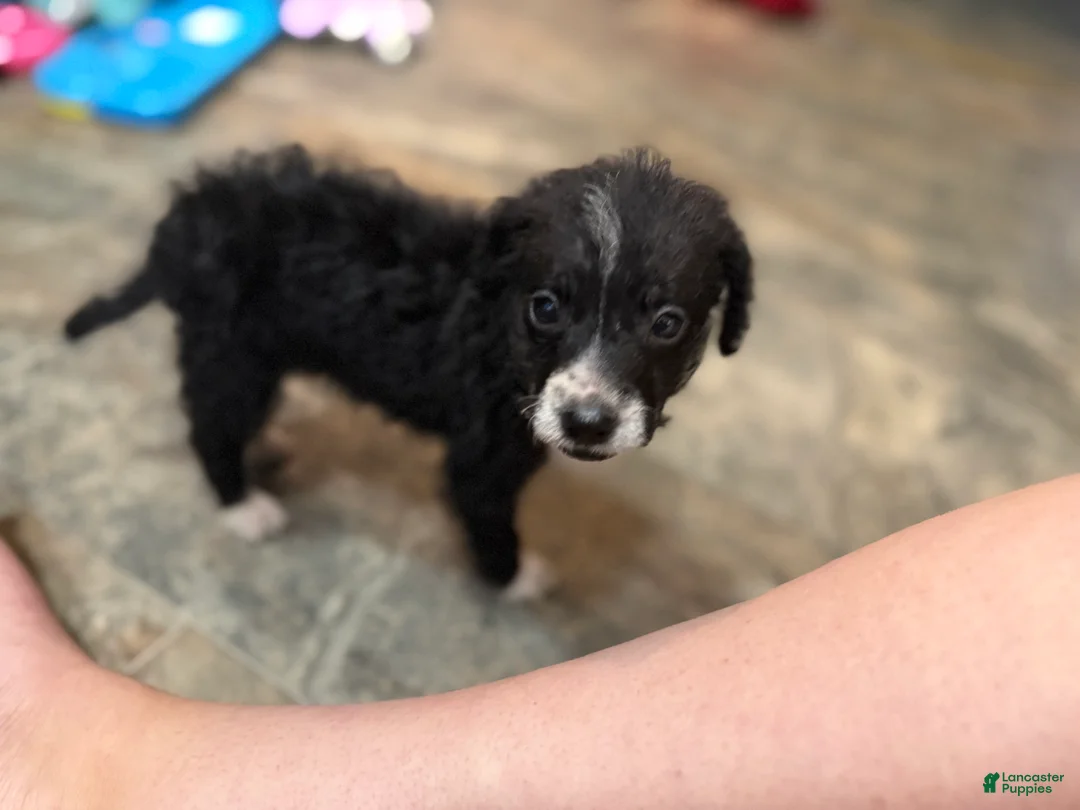Chihuahua dogs for sale: Cammy - Ad 1