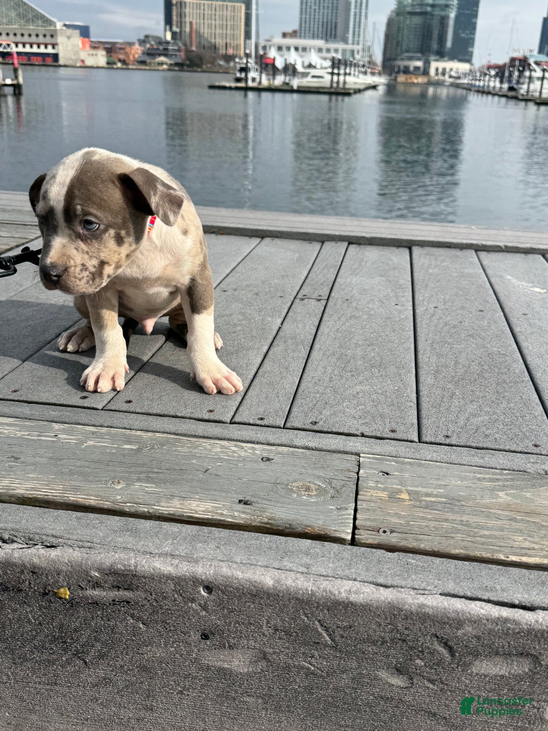 American Bully dogs for sale: Greyjoy  - Ad 4