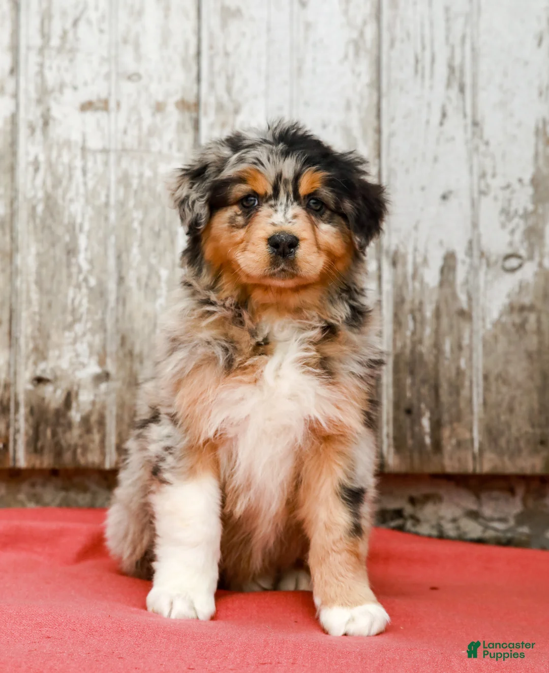 Australian Shepherd dogs for sale: Jake - Ad 1