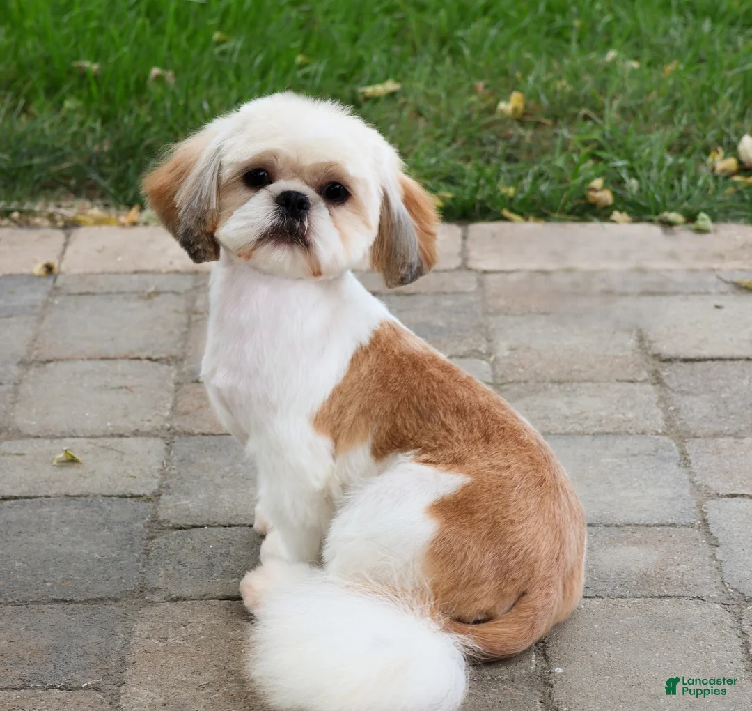 Shih Tzu dogs for sale: Theon  - Ad 10