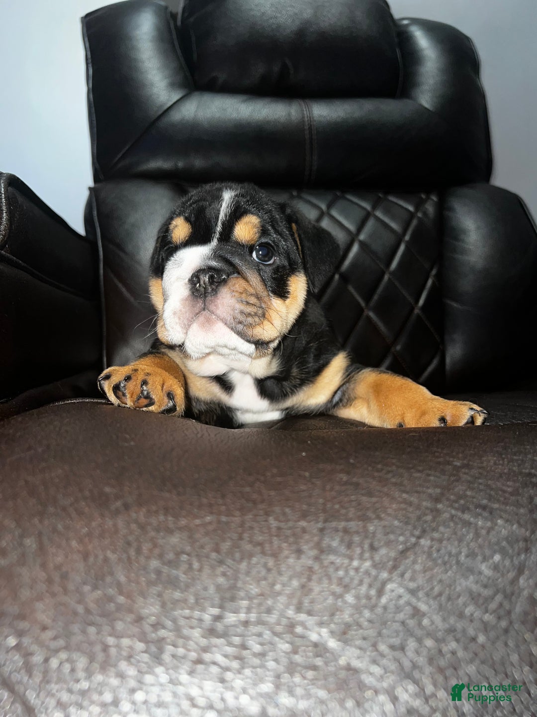 English Bulldog dogs for sale: English Bulldog litter of 5 puppies - Ad 5