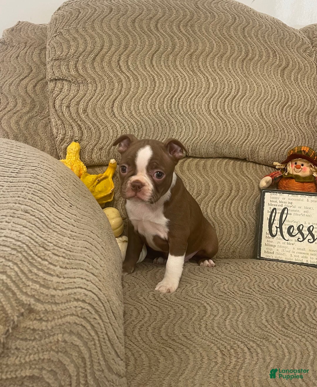 Boston Terrier dogs for sale: Orpha - Ad 2