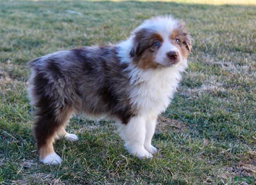 Australian Shepherd dogs Biggs - Ad 2