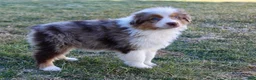 Australian Shepherd dogs for sale: Biggs - Ad 2
