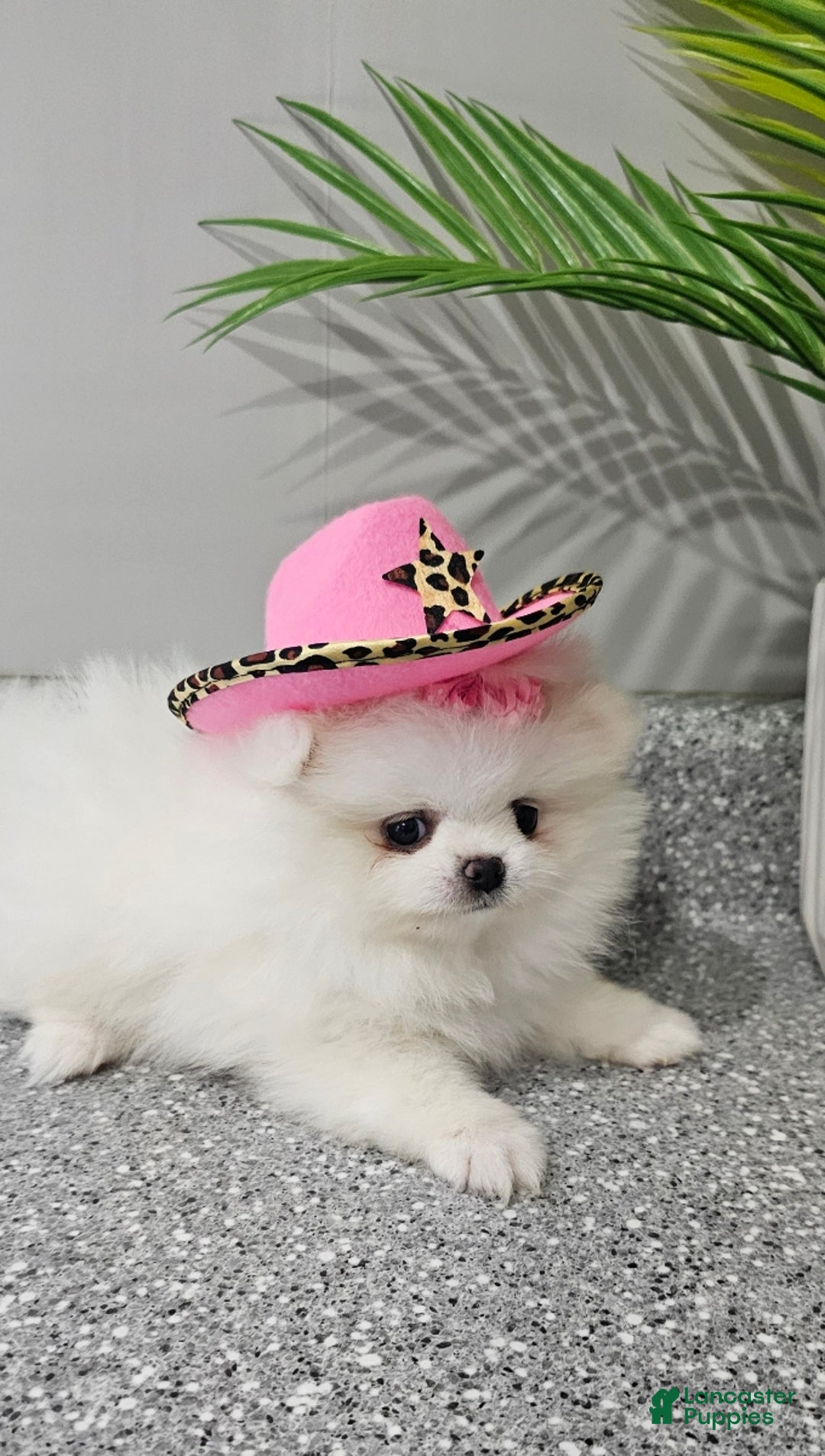 Pomeranian dogs for sale: Sugar Plum - Ad 6