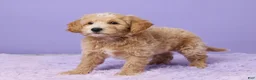 Mini Goldendoodle dogs for sale: Chester - Ad 5