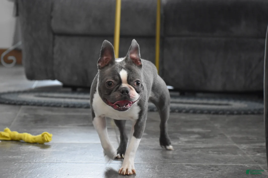 Boston Terrier dogs for sale: Rudy - Ad 2