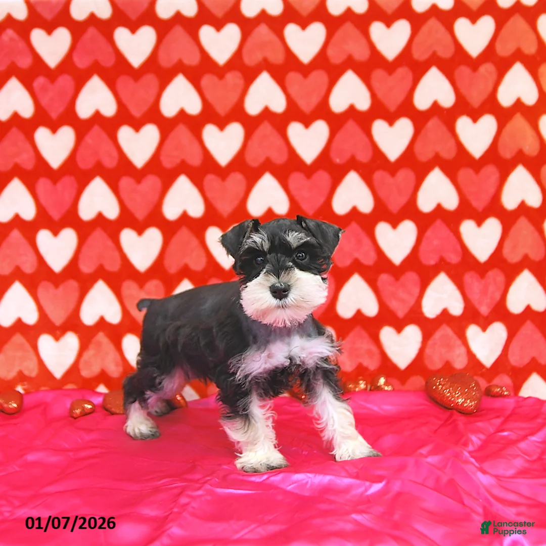 Miniature Schnauzer dogs for sale: Bailey - Ad 7