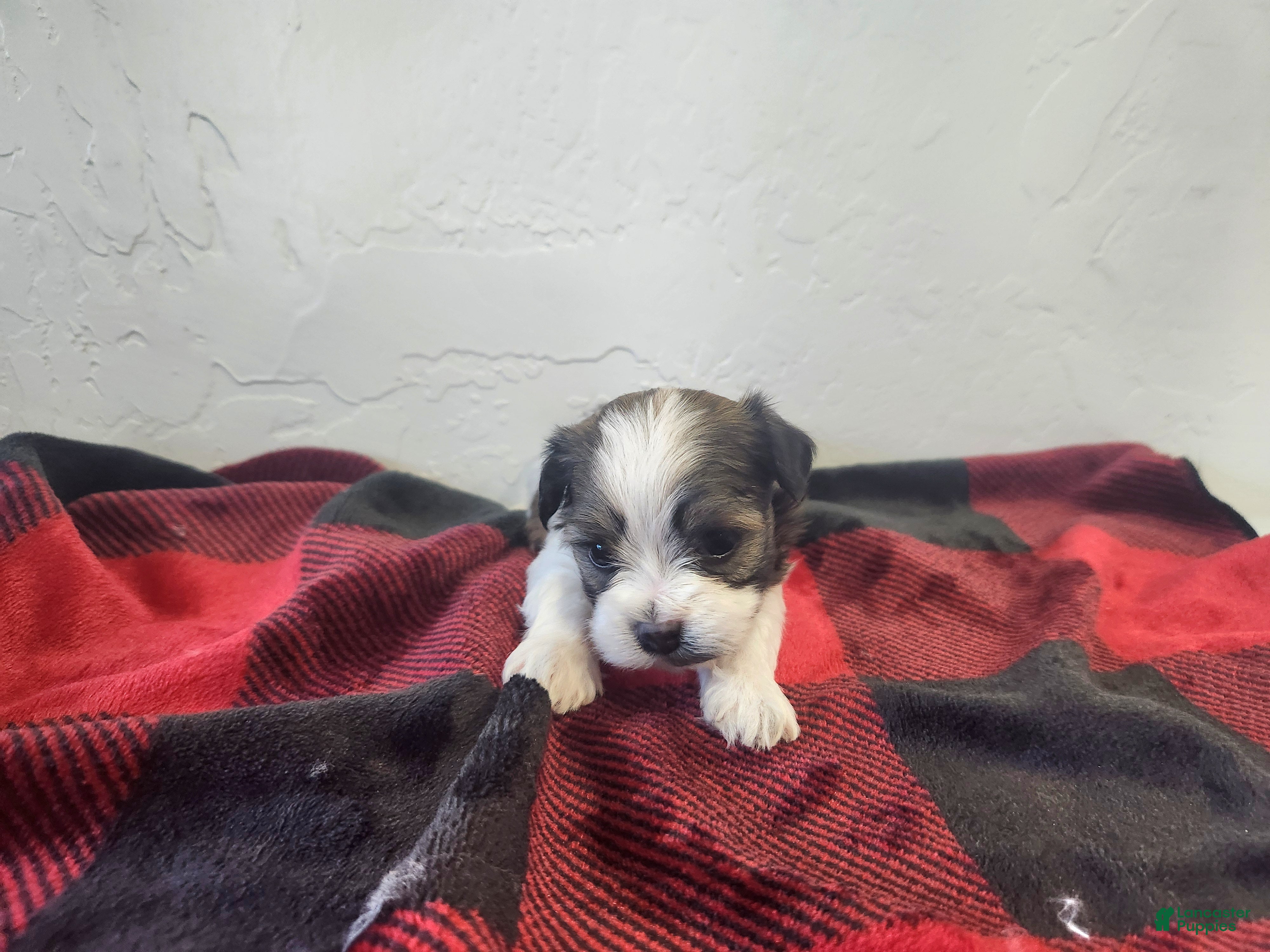 Havanese dogs WATSON - Ad 1