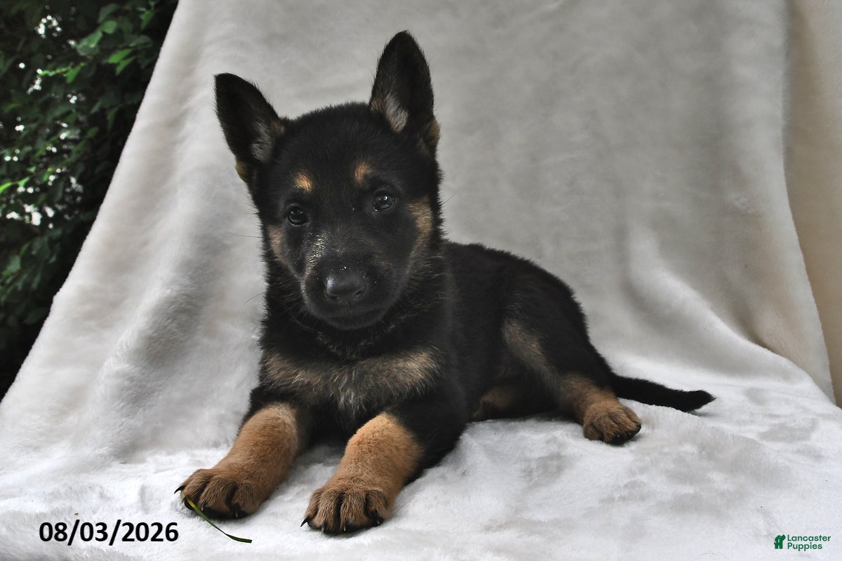 German Shepherd dogs Ember - Ad 1