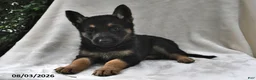 German Shepherd dogs for sale: Ember - Ad 1