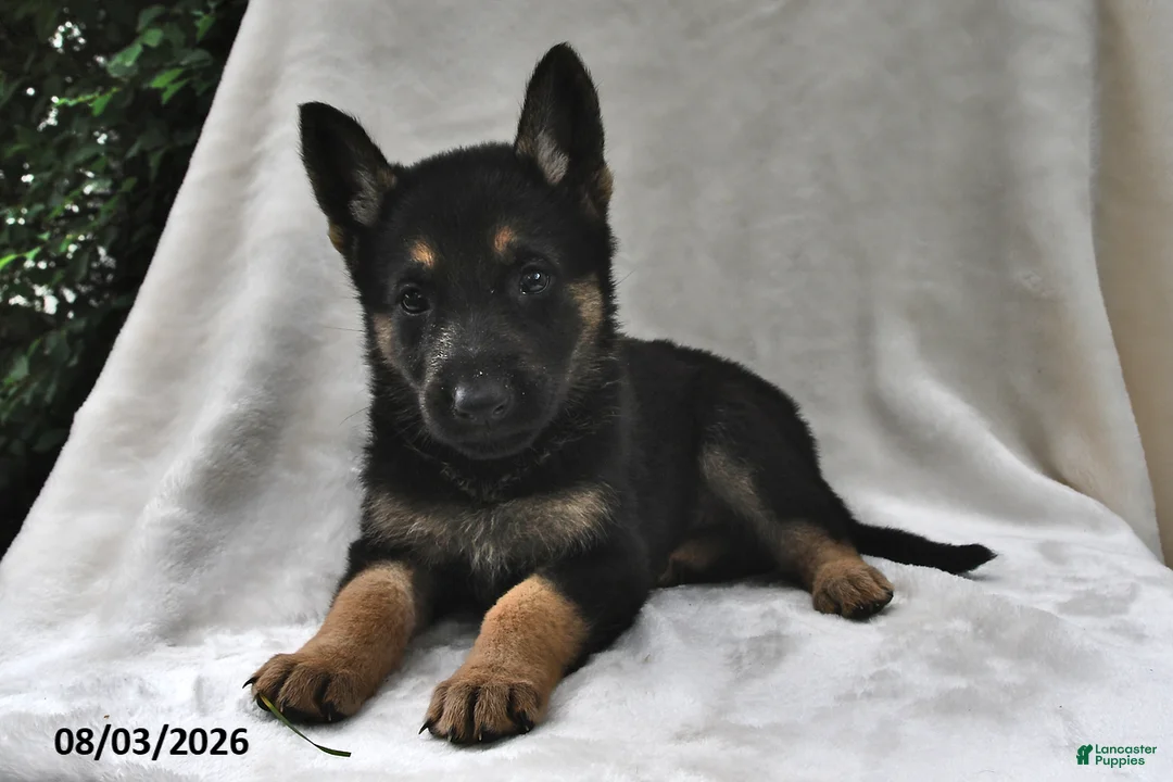 German Shepherd dogs for sale: Ember - Ad 1