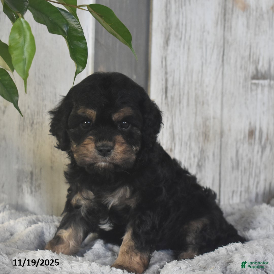 Cavapoo dogs for sale: Jacky - Ad 4