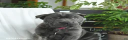 Cane Corso dogs for sale: Raven - Ad 4
