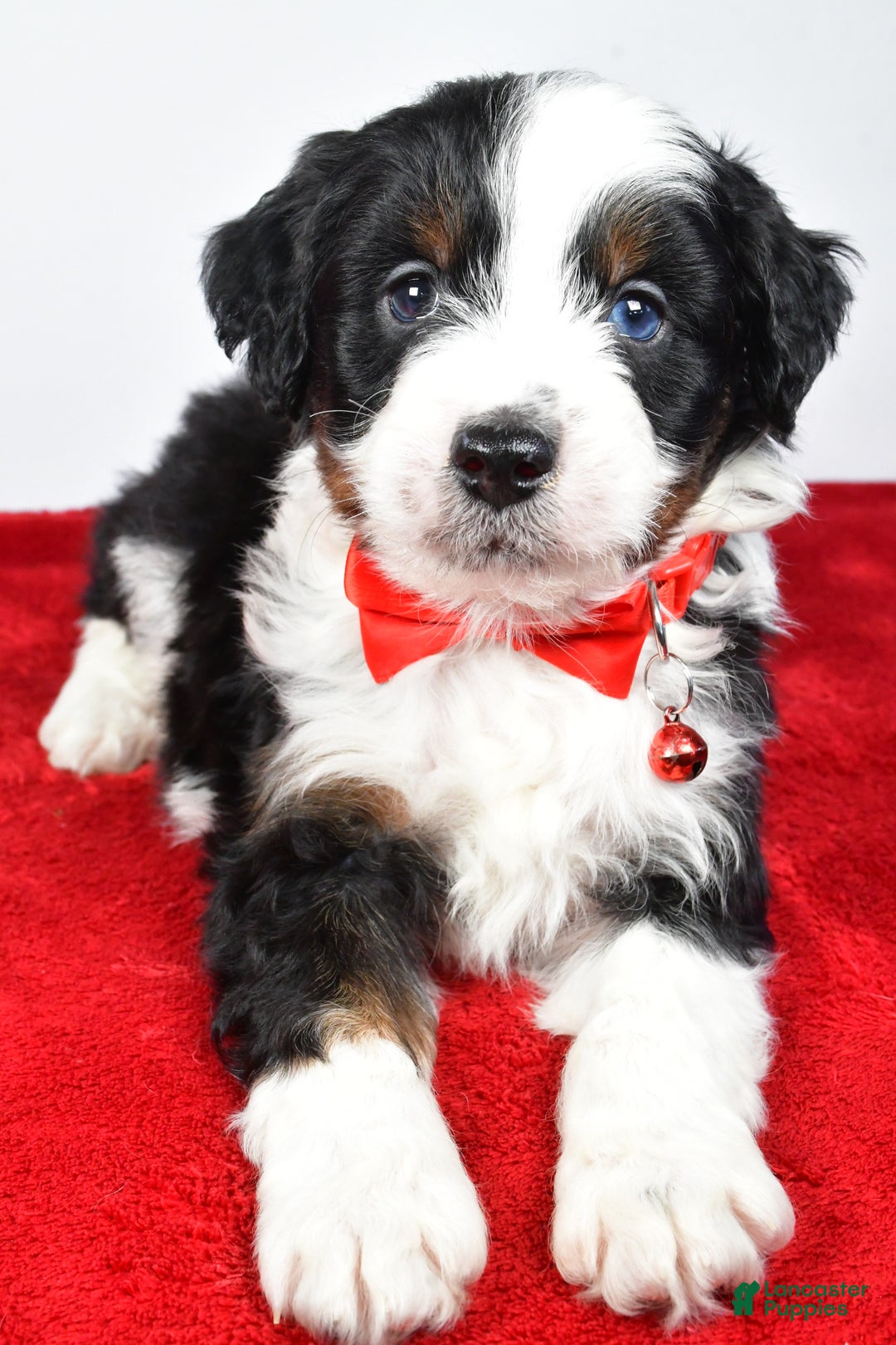 Mini Aussiedoodle dogs for sale: Shadow - Ad 10