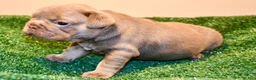 French Bulldog dogs for sale: French Bulldog 2 - Ad 9