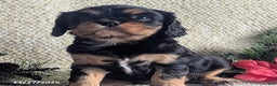 Cavalier King Charles Spaniel dogs for sale: Betty   - Ad 3