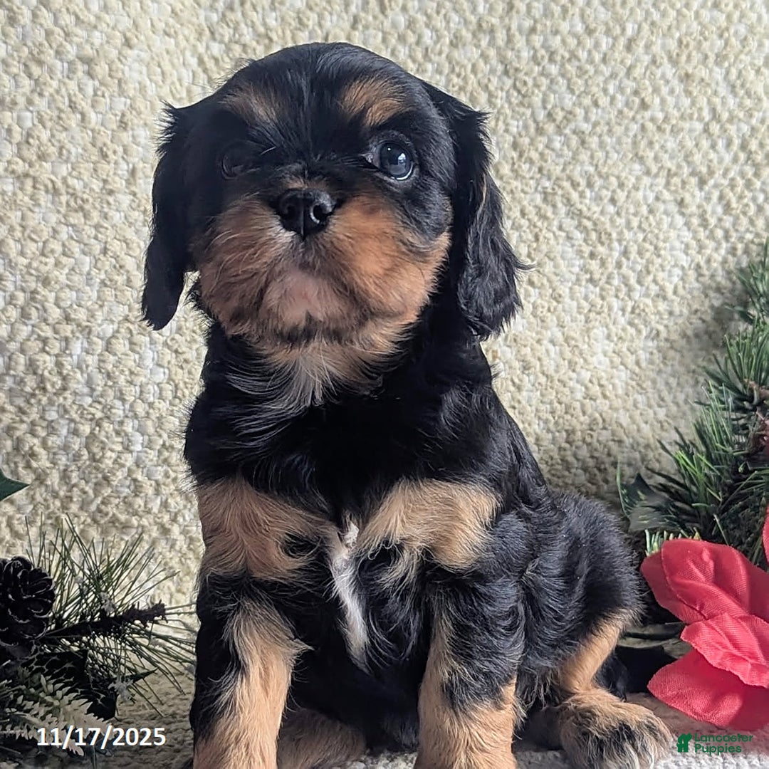 Cavalier King Charles Spaniel dogs for sale: Betty   - Ad 3