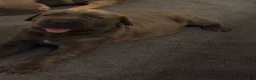 Cane Corso dogs for sale: Cane Corso 2 - Ad 2