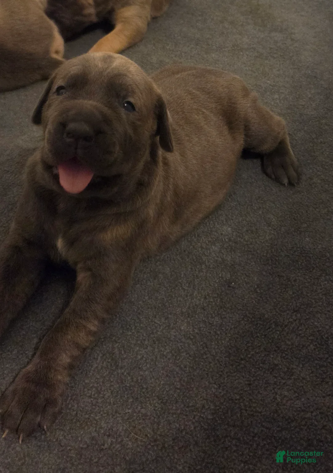 Cane Corso dogs for sale: Cane Corso 2 - Ad 2