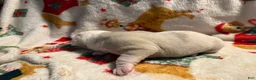 Olde English Bulldogge dogs for sale: Tri Lilac Merle - Ad 9