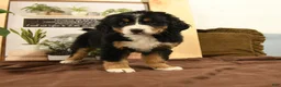 Bernedoodle dogs for sale: Riley - Ad 1