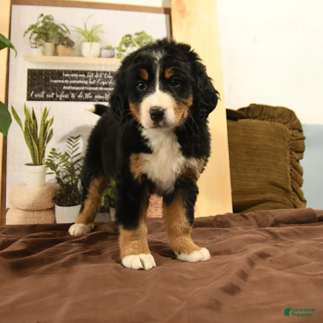Bernedoodle dogs for sale: Riley - Ad 1