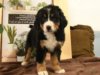 Bernedoodle dogs Riley - Ad 32