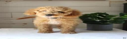 Mini Goldendoodle dogs for sale: Ivy - Ad 5