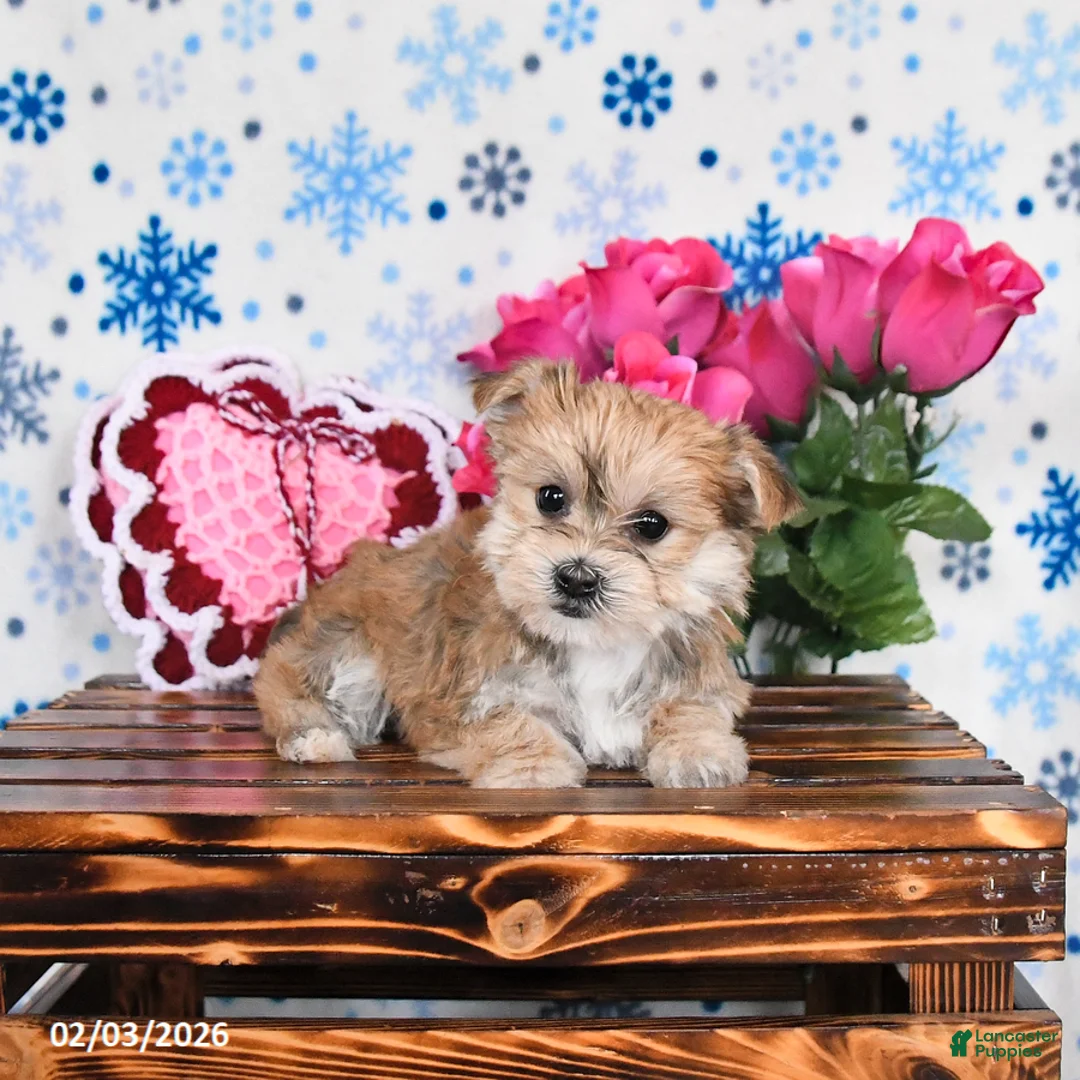 Morkie dogs for sale: Maggie - Ad 2