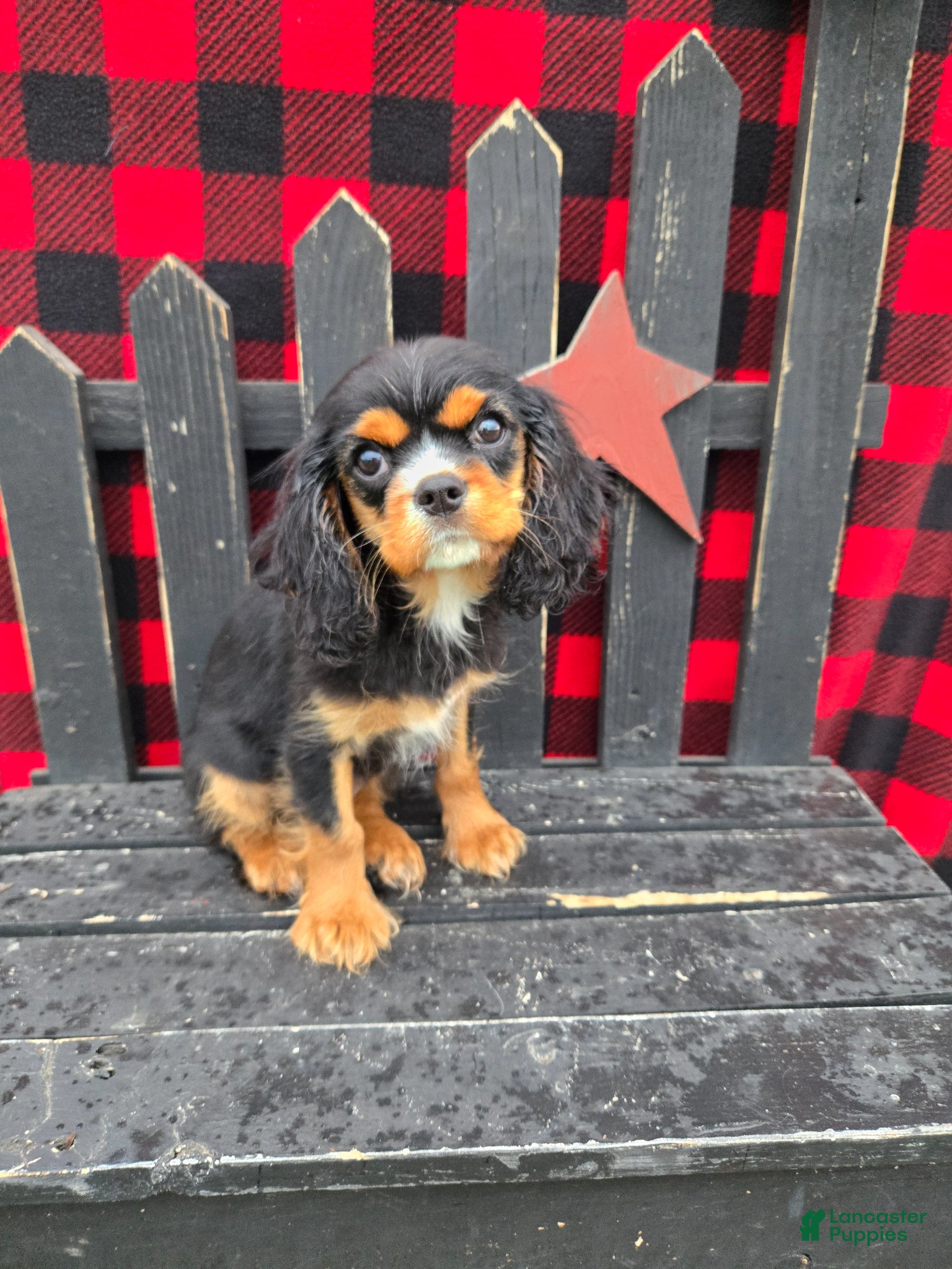 Cavalier King Charles Spaniel dogs Caramel  - Ad 1