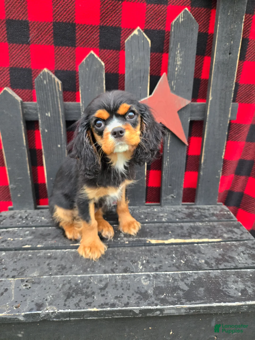 Cavalier King Charles Spaniel dogs for sale: Caramel  - Ad 1
