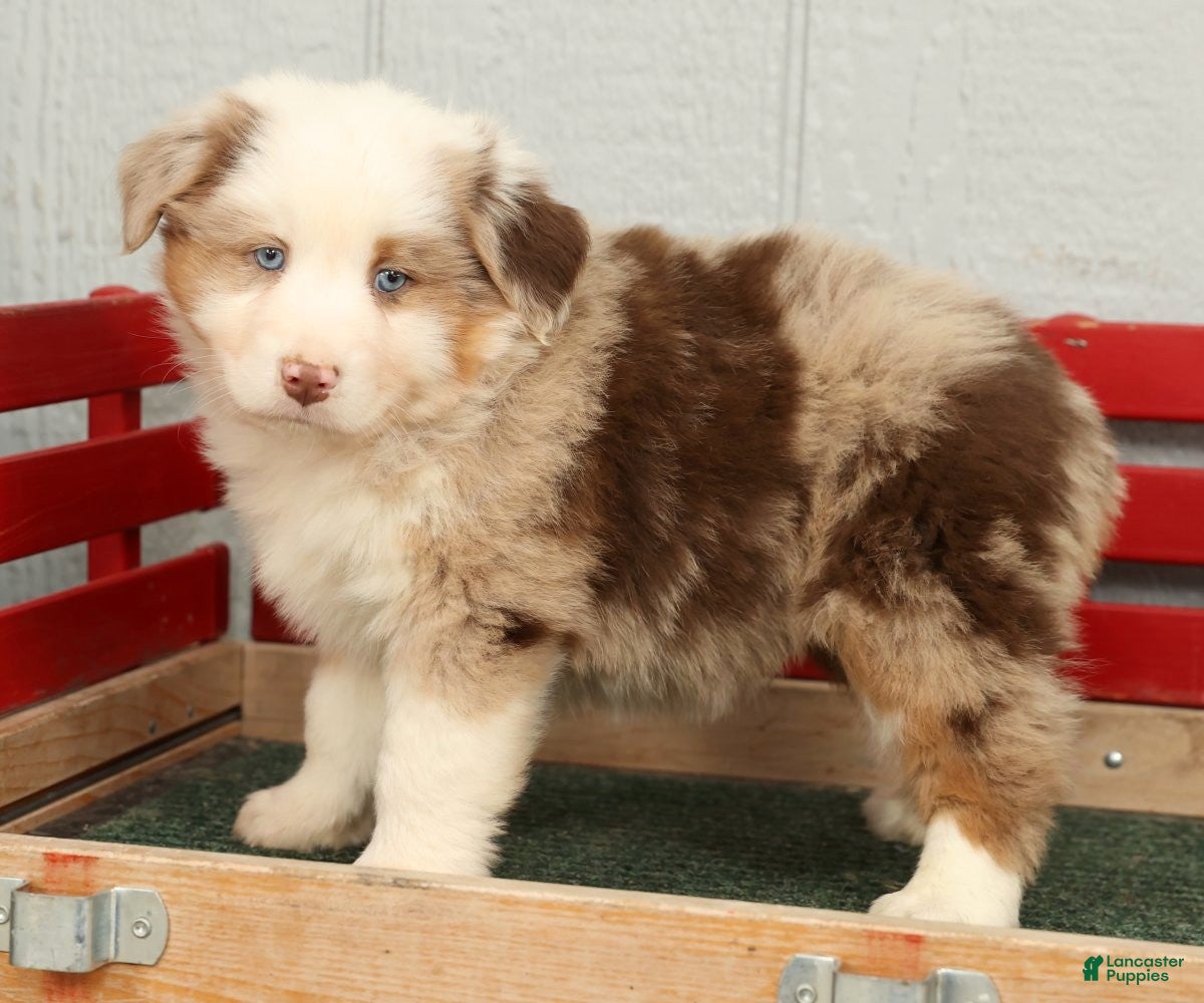 Australian Shepherd dogs Earl - Ad 2