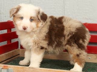 Australian Shepherd dogs Earl - Ad 2