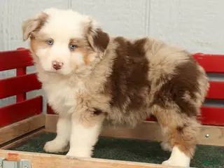 Australian Shepherd dogs Earl - Ad 17