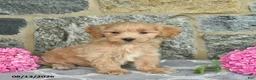 Maltipoo dogs for sale: Elwood  - Ad 4