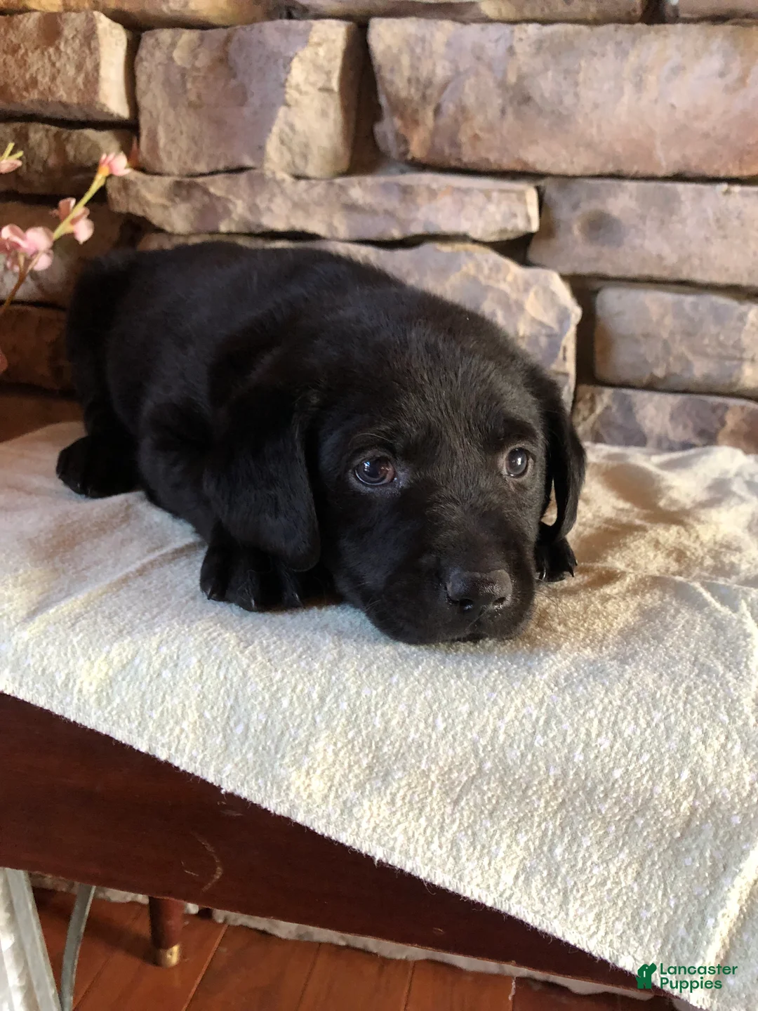 Labrador Retriever dogs for sale: Libby - Ad 2
