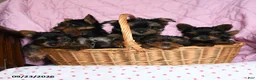 Yorkshire Terrier dogs for sale: Paprika - Ad 4