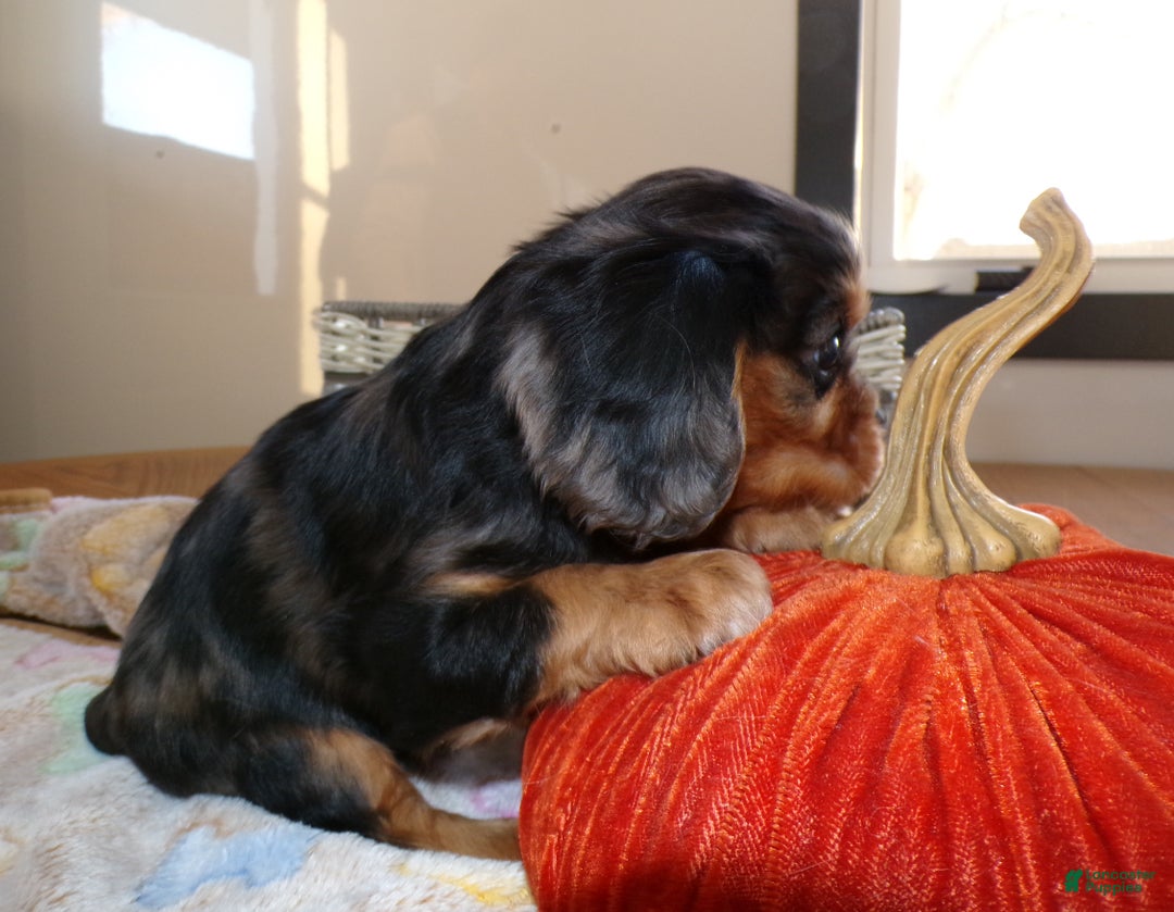 Cavalier King Charles Spaniel dogs for sale: Cavalier King Charles Spaniel Puppy 3 - Ad 3