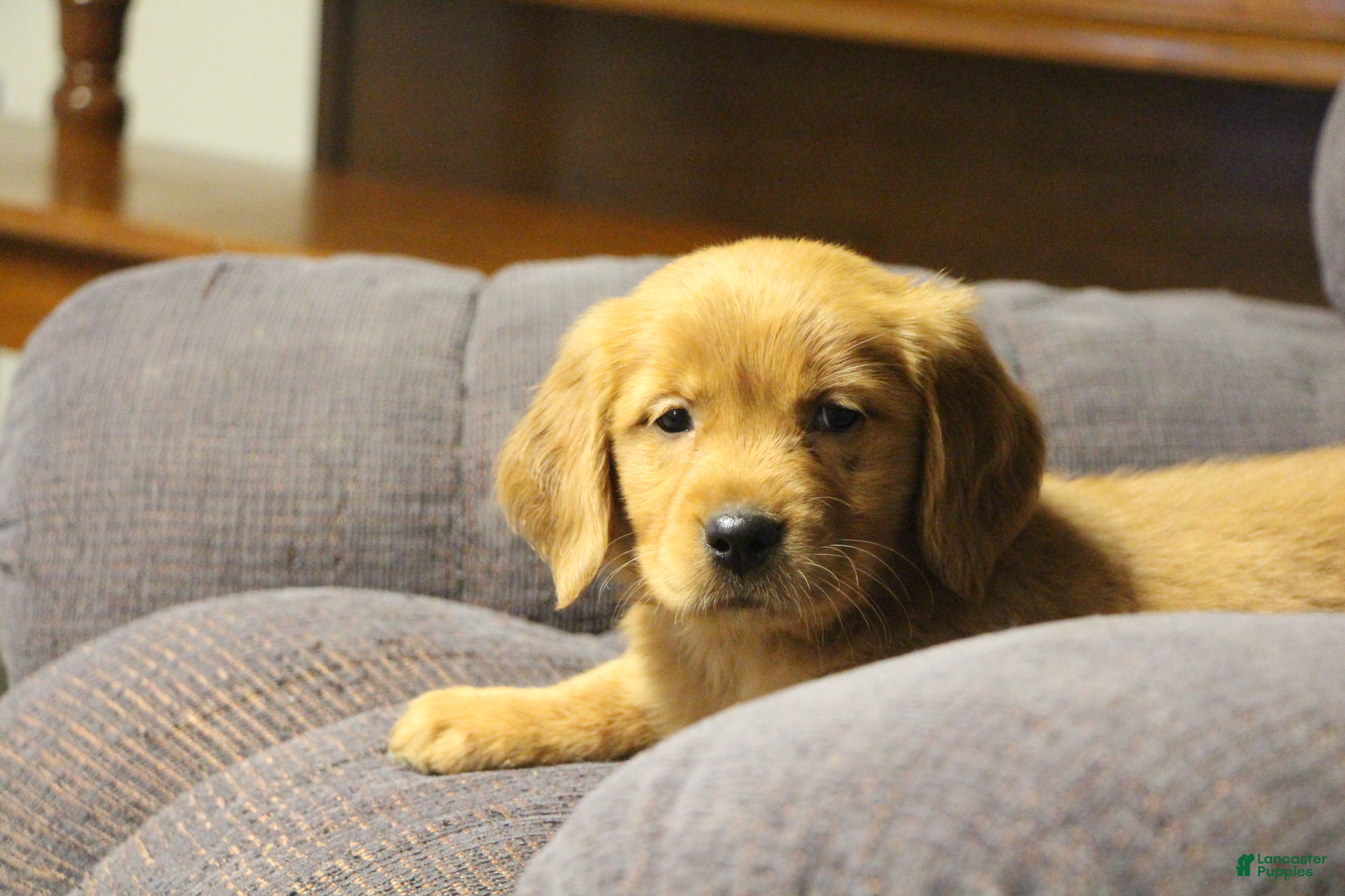 Golden Retriever dogs Ryder - Ad 2