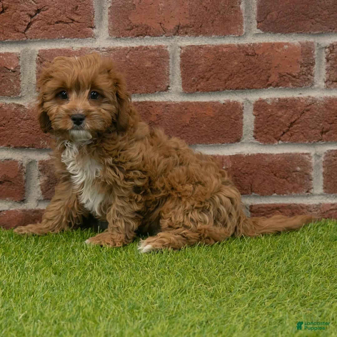Cavapoo dogs for sale: Baxter - Ad 3