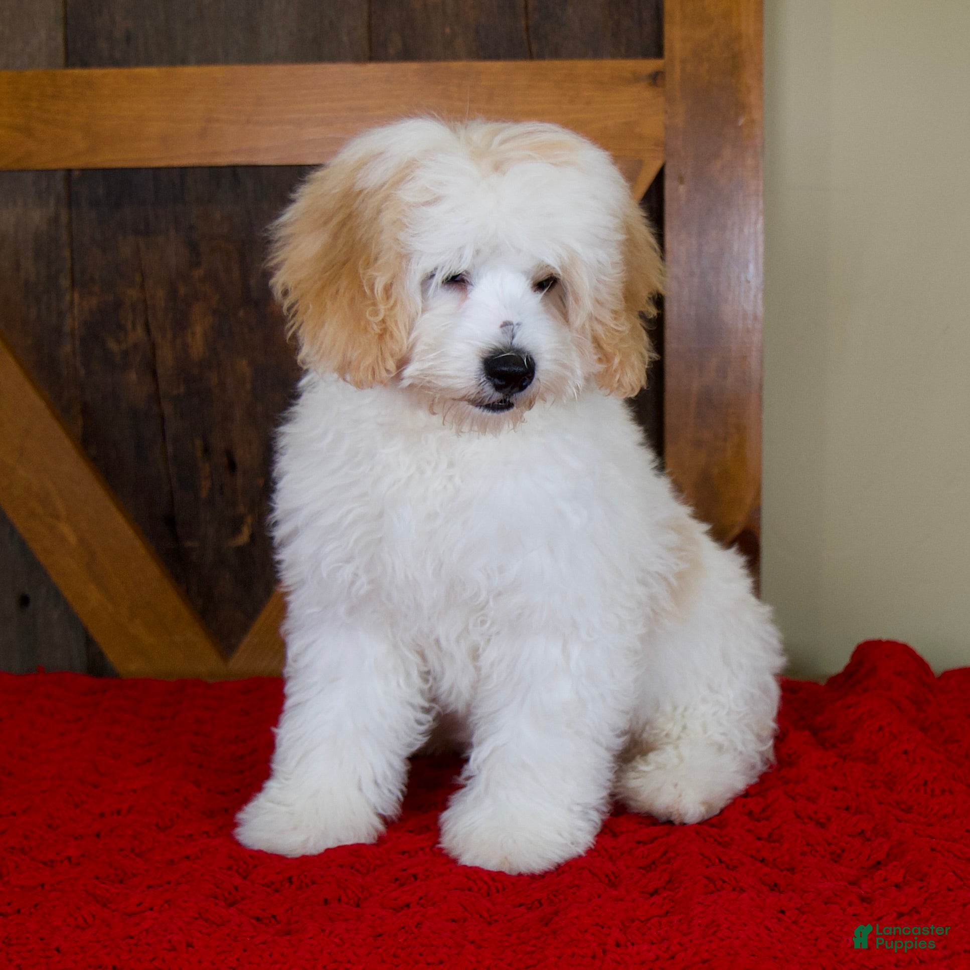 Mini Bernedoodle dogs Milo - Micro Mini Teddy Bear - Ad 2